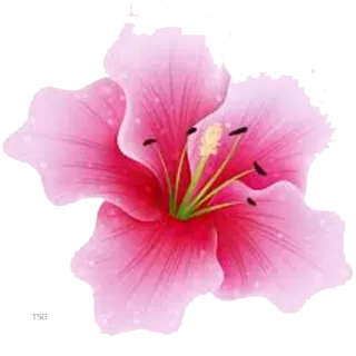 🌸 flor, rosa, pétala, floral, natureza, florada telegram sticker