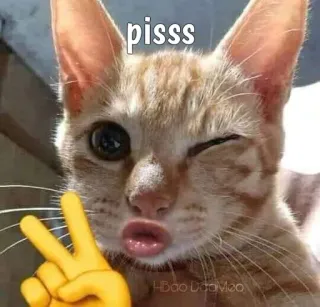 😺 pisss кот, животное, мем, эмодзи, смешной, обидный whatsapp sticker