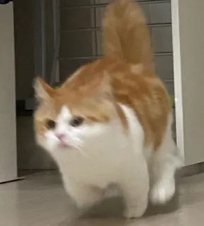 🐾 gato, gato naranja y blanco, caminando, animal doméstico, mascota, interior telegram sticker