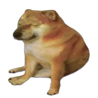 😞 doge, ミーム, cheems, 犬, 動物 telegram sticker
