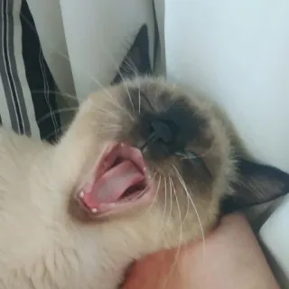 😂 Katze, Gähnen, Haustier, Tier, Schläfrig, Siamesisch, Süß telegram sticker
