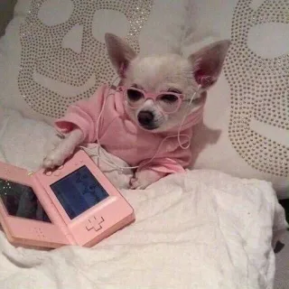🌟 chihuahua, perro, gafas, rosa, nintendo ds whatsapp sticker