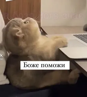 🍅 Боже поможи 猫, 表情包, 俄语, 帮助, 动物, 可爱 telegram sticker