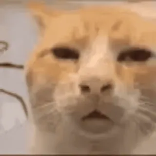 🌟 chat, animal, mème, drôle telegram sticker