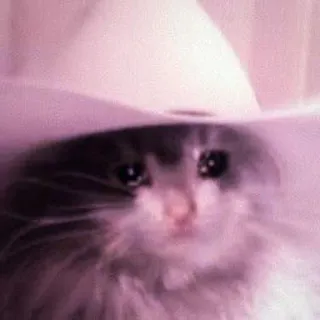 🍑 gato, chapéu de cowboy, triste, meme, gato chorando, animal telegram sticker
