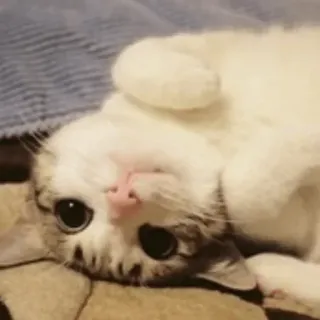 🙃 cat, cute, animal, domestic, pet, kitten, feline telegram sticker