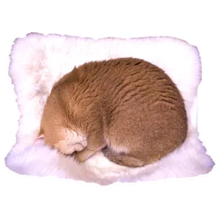 🌕 cat, pillow, sleeping, animal, domestic cat, feline telegram sticker