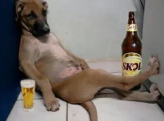 🍺 Skol hond, alcohol, bier, feest, Skol, dronken, huisdier, grappig telegram sticker