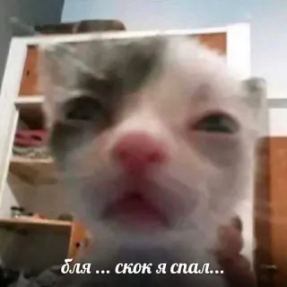💝 бля... скок я спал... kätzchen, katze, schläfrig, süß, meme, russisch, tier telegram sticker