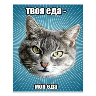 🍖 твоя еда - моя еда gato, meme, comida, gracioso, animal telegram sticker