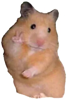 ✌️ Hamster, Dier, Vrede, Schattig, Knaagdier telegram sticker