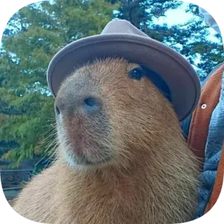 👒 capybara telegram sticker
