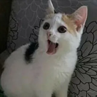 😲 cat, animal, kitten, surprise, shocked, pet telegram sticker