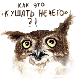 🐣 КАК ЭТО «КУШАТЬ НЕЧЕГО»?! hibou, question, animal, oiseau, nourriture, faim telegram sticker