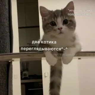 😍 два котика переглядываются^-^ 猫, 子猫, かわいい, 動物 telegram sticker