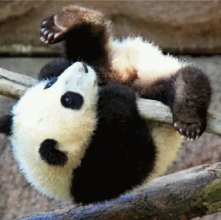 🙈 panda, animal, cute, bear, baby panda, tree telegram sticker
