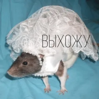 😁 ВЫХОЖУ rat, mariage, mariée, animal, robe, rongeur telegram sticker