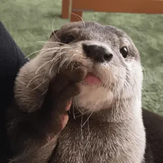 🤫 loutre, animal, mignon, mammifère, faune, adorable telegram sticker