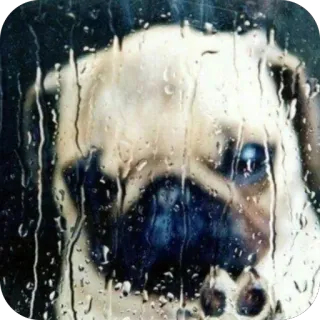 😭 pug pug, rain, sad, window, dog, cute, melancholy, puppy telegram sticker