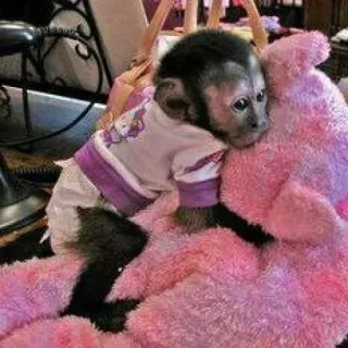 🙈 monkey, animal, pet, cute, pink, teddy bear telegram sticker