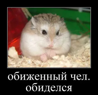 🐹 обиженный чел. обиделся hamster, mignon, animal, mème, animal de compagnie, rongeur whatsapp sticker