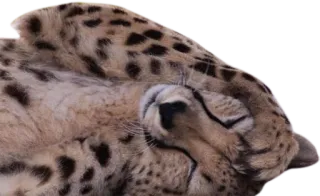 🔄 cheetah, animal, cat, mammal, wildlife, spots whatsapp sticker