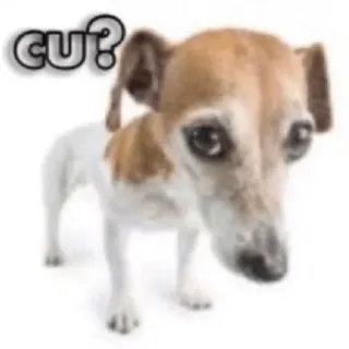 ❓ CU? dog, puppy, animal, cute, pet telegram sticker