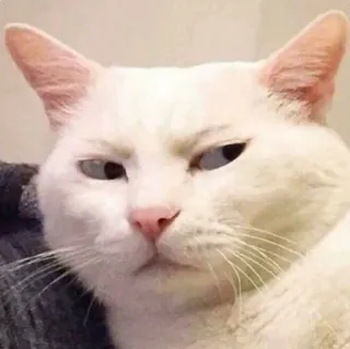 🤨 cat, animal, white cat, cute, domestic cat, pet telegram sticker