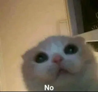 🐈 No chat, non, mème, mignon, animal, drôle whatsapp sticker