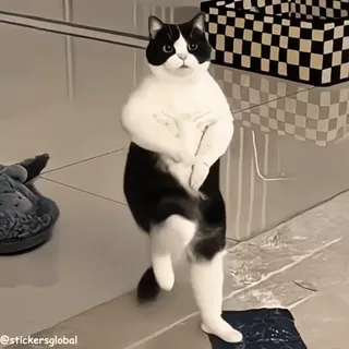 💃 El Gato Internet meme whatsapp sticker