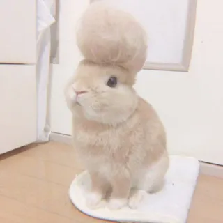 🐇 coelho, animal de estimação, fofo, animal, felpudo, coelhinho telegram sticker