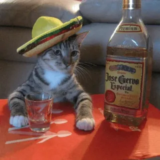 🥃 Jose Cuervo Especial cat, sombrero, tequila, alcohol, party, cute, animal telegram sticker
