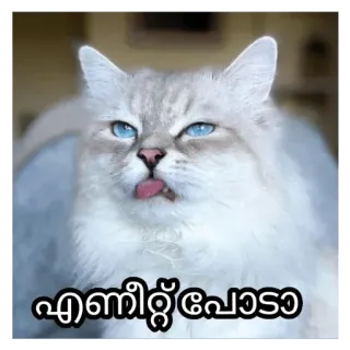 😂 എണീറ്റ് പോടാ cat, animal, cute, tongue telegram sticker