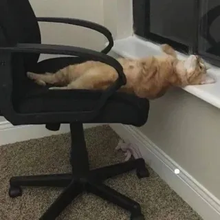 🤕 Katze, schlafend, Bürostuhl, Fensterbank, orange getigerte Katze telegram sticker