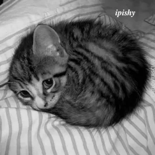 🕸 ipishy 小猫, 猫, 条纹, 动物, 宠物, 可爱 telegram sticker