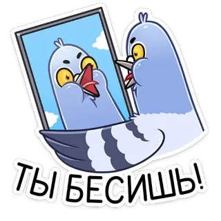 😡 ТЫ БЕСИШЬ! bird, pigeon, angry, reflection, mirror, cartoon telegram sticker