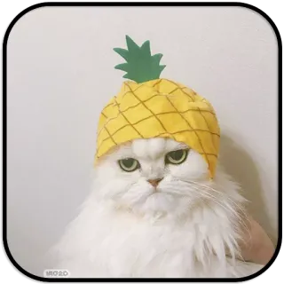 🍍 chat, ananas, chapeau, animal de compagnie, animal, mignon, drôle whatsapp sticker