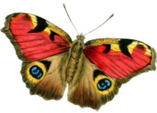 🐝 butterfly, insect, wings, nature, red, yellow whatsapp sticker