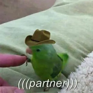 🤠 ((partner)) oiseau, perroquet, chapeau de cowboy, partenaire, animal, mignon, drôle telegram sticker