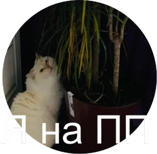 🍏 Я на Пл кот, растение, стикер, русский текст, животное whatsapp sticker
