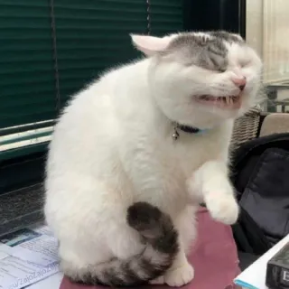 😬 gato, animal, engraçado, meme, fofo, animal doméstico, animal de estimação, felino telegram sticker