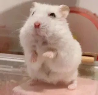 😡 hamster, cute, animal, white, pet telegram sticker