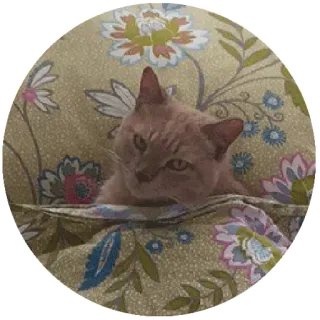 😒 gato, animal, mascota, felino, gato doméstico, lindo telegram sticker
