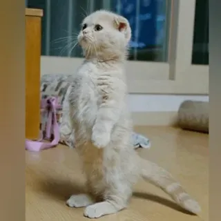 😺 chat, chaton, debout, mignon, animal, animal de compagnie telegram sticker