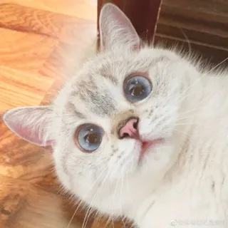 👋 gato, animal, mascota, lindo, ojos azules, animal doméstico whatsapp sticker