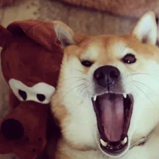 😬 chien, shiba inu, peluche, animal, animal de compagnie, mignon whatsapp sticker