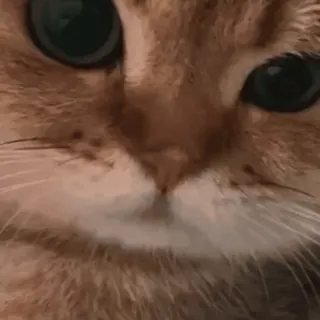😡 chat, animal de compagnie, animal, mammifère, félin whatsapp sticker