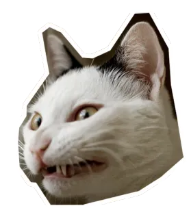 😬 แมว, โกรธ, สัตว์, สัตว์เลี้ยง, ขู่, ขาว, ดำ telegram sticker