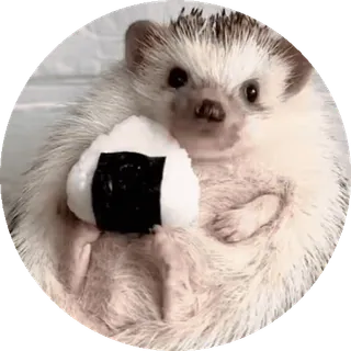 🌟 nhím, động vật, dễ thương, onigiri, thức ăn, cơm nắm telegram sticker