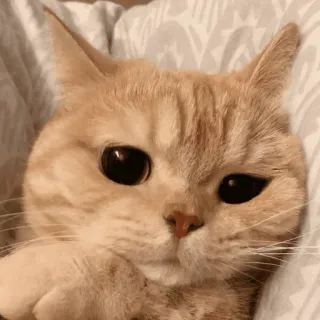🙄 gato, mono, mascota, animal, doméstico, felino, naranja, pelirrojo telegram sticker